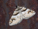 Pareulype berberata (Berberitzenspanner)  / GEOMETRIDAE/Larentiinae (Spanner)