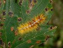 Acronicta aceris (Ahorn-Rindeneule) / CH BE Hasliberg 1050 m, 08. 09. 2020