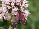 Zygaena transalpina (Hufeisenklee-Widderchen) / CH BE Hasliberg 1180 m, 24. 07. 2014