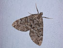 Thera variata (Veränderlicher Nadelholzspanner) / GEOMETRIDAE/Larentiinae (Spanner)
