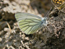 Pieris napi (Grünaderweissling, Männchen) / CH FR Grandvillard, La Coudré 1329 m, 17. 06. 2013 