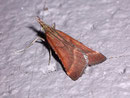 Synaphe punctinalis/ PYRALIDAE/Pyralinae (Zünsler)