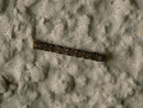 Peribatodes secundaria (Nadelholz-Rindenspanner, gefundene Raupe an Hauswand) / CH BE Hasliberg 1240 m,  23. 05. 2016