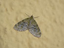 Acasis viretata (Gelbgrüner Lappenspanner) / GEOMETRIDAE/Larentiinae (Spanner) 