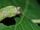 Biston betularia (Birkenspanner) / CH BE Hasliberg 1050 m, 20. 09. 2013 (andere Raupe gefunden an Rubus fruticosus)  