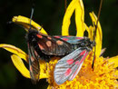 Zygaena exulans (Hochalpen-Widderchen) / ZYGAENIDAE (Widderchen, Blutströpfchen)