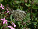 Pieris napi (Grünaderweissling, Männchen) / CH VS Planches de Mazembroz 600 m, 25. 04. 2013