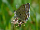 Lycaena tityrus (Brauner Feuerfalter, Männchen) / CH BE Hasliberg 1050 m, 20. 04. 2011