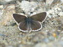 Aricia artaxerxes / CH VS Lac de Moiry 2250 m, 23. 08. 2013