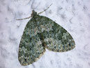 Chloroclysta miata (Bläulichgrüner Bindenspanner) / GEOMETRIDAE/Larentiinae (Spanner)