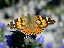 Vanessa cardui (Distelfalter) / CH BE Hasliberg 1150 m, 28. 05. 2011