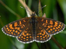Melitaea athalia (Wachtelweizen-Scheckenfalter, Männchen) / CH VS Turtmanntal 1980 m, 14. 07. 2010