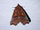Scoliopteryx libatrix (Zackeneule) / NOCTUIDAE (Eulen)