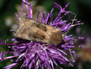 Chersotis cuprea (Kupfereule) / NOCTUIDAE (Eulen)