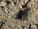 Ptilocephala plumifera (Fächerfühler-Sackträger) / CH VS Bratsch Tännji 970 m, 04. 03. 2015