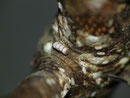 Nothocasis sertata (Freilandfund in Astgabel auf Acer pseudoplatanus)