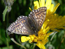 Boloria napaea (Ähnlicher Perlmuttfalter, Weibchen) / CH VS Saastal Mattmark-Stausee 2197 m, 11. 08. 2011