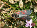 Zygaena exulans (Hochalpen-Widderchen) / Frankreich Tarantaise Grande Sassière 2500 m, 06. 08. 2009