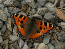 Aglais urticae (Kleiner Fuchs) / CH BE Hasliberg 1050 m, 19. 09. 2014