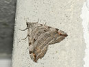 Aplocera plagiata (Grosser Johanniskraut-Spanner) / GEOMETRIDAE/Larentiinae (Spanner)