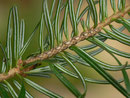 Peribatodes secundaria 