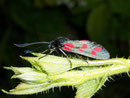 Zygaena filipendulae (Sechsfleck-Widderchen) / CH BE Hasliberg 1050 m, 16.06. 2007