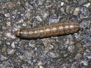 Tholera decimalis (Weissgerippte Lolcheule) / CH BE Hasliberg 1070 m,  31. 05. 2012