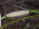 Eilema palliatella (Ockergelber Flechtenbär) / CH VS Felsensteppe 1000 m, 30. 07. 2007
