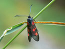Zygaena lonicerae (Grosses Fünfleck-Widderchen)