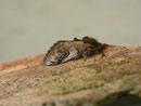 Notodonta ziczac (Zickzack-Zahnspinner) / CH BE Hasliberg 1050 m, 27. 04. 2014