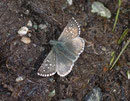Pyrgus alveus (Sonnenröschen-Würfelfalter) / CH GR Septimerpass Südseite 2000 - 2300 m, 13. 07. 2007