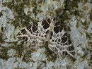 Eustroma reticulata (Netzspanner) / CH OW Lungern 1260 m (Zucht)