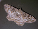 Alcis repandata (Braunmarmorierter Baumspanner) / GEOMETRIDAE/Ennominae (Spanner)