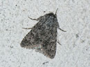 Acronicta euphorbiae (Wolfsmilch-Rindeneule) / NOCTUIDAE (Eulen)