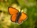 Lycaena hippothoe eurydame (Kleiner Ampferfeuerfalter, Männchen) / CH VS Ritzingen  1700 m, 12. 07. 2019