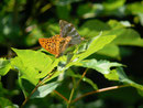 Argynnis paphia (Kaisermantel, Männchen) / CH BE Hasliberg 1200 m, 31. 07. 2010