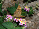 Argynnis pandora (Kardinal) / NYMPHALIDAE/Heliconiinae (Edelfalter)