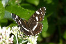 Araschnia levana (Landkärtchen, Sommerform)  / NYMPHALIDAE/Nymphalinae (Edelfalter)