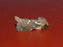 Pharmacis lupulina (Kleiner Hopfen-Wurzelbohrer) / HEPIALIDAE (Wurzelbohrer)