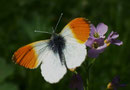 Anthocharis cardamines (Aurorafalter, Männchen) / PIERIDAE/Pierinae (Weisslinge)