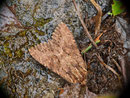 Apamea monoglypha (Grosse Grasbüscheleule) / CH BE Reichenbach i.K., Faltschen Bawald 1565 m,  30. 06. 2020