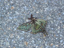 Actias (Graellsia) isabellae (Isabellaspinner) / Wallis (Totfund auf Parkplatz im Bahnhof Goppenstein 1216 m,  15. 05. 2019)