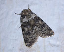 Cryphia domestica (Weissliche Flechteneule) / NOCTUIDAE (Eulen)