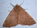 Colotois pennaria (Federspanner) / GEOMETRIDAE/Ennominae (Spanner)