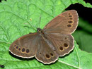 Lopinga achine (Gelbringfalater) / NYMPHALIDAE/Satyrinae (Edelfalter)