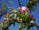 Malus domestica (Apfelbaum) / Rosaceae