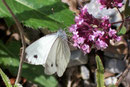 Pieris napi (Rapsweissling, Grünaderweissling, Männchen) / PIERIDAE/Pierinae (Weisslinge)
