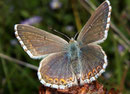 Polyommatus coridon Silbergrüner Bläuling, (Weibchen) / LYCAENIDAE/Polyommatini (Bläulinge)