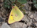 Colias croceus (Postillon, Wandergelbling) / PIERIDAE/Coliadinae (Weisslinge, Gelblinge)