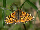 Melitaea deione (Weibchen) / NYMPHALIDAE/Tribus Meliteaini (Edelfalter)